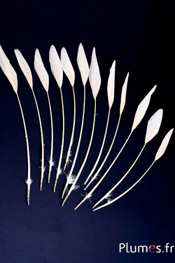 Faisan doré flèche - 14-18 cm - blanc-crème